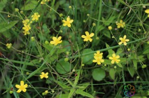 ranunculus flammula (2)1